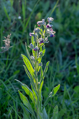 Cynoglossum officinale (hound's-tongue)