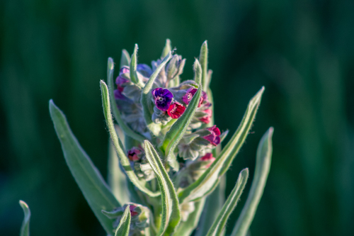 Cynoglossum officinale (hound's-tongue)