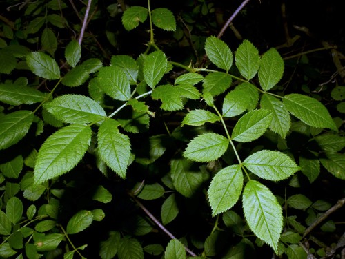 Rosa multiflora (multiflora rose)