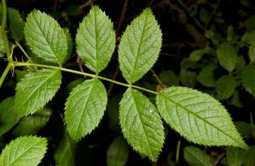 Rosa multiflora (multiflora rose)