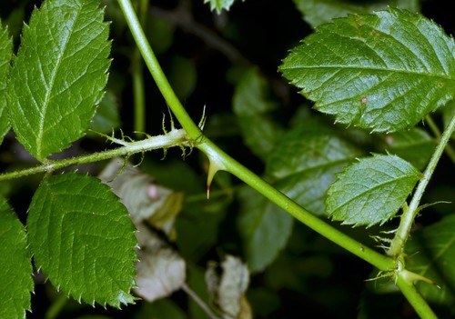 Rosa multiflora (multiflora rose)