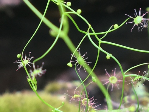 Drosera pallida (Pale Rainbow) (alternate view 3)