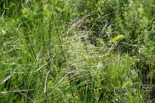 Stipa (Needle Grasses) (alternate view 6)