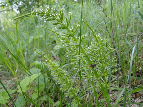 Equisetum arvense (common horsetail (native))