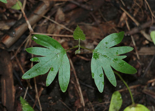 Tilia cordata (little‑leaf linden)
