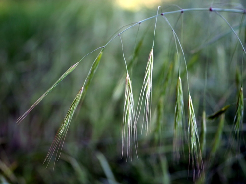 Bromus sterilis (barren brome) (alternate view 2)