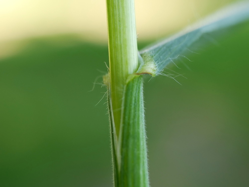 Bromus sterilis (barren brome) (alternate view 4)