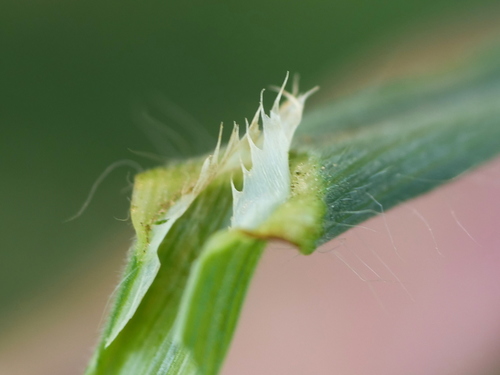 Bromus sterilis (barren brome) (alternate view 5)