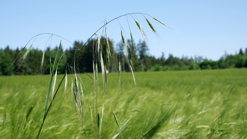 Bromus sterilis (barren brome)