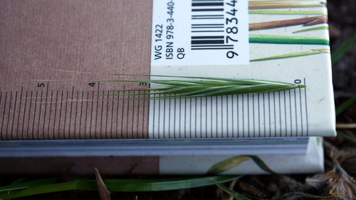 Bromus sterilis (barren brome) (alternate view 3)