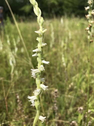 Spiranthes vernalis (Spring Ladies' Tresses) (alternate view 4)