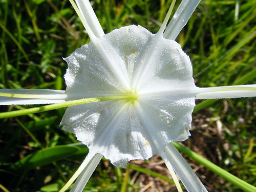 Hymenocallis (spider lilies) (alternate view 12)