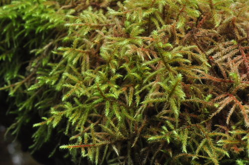 Rhytidiadelphus loreus (Lanky Moss)
