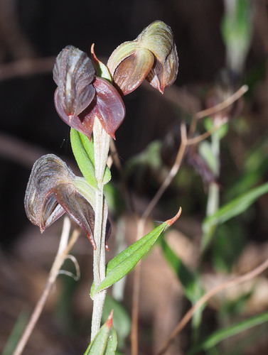 Pterostylis sanguinea (Red-banded Greenhood) (alternate view 3)