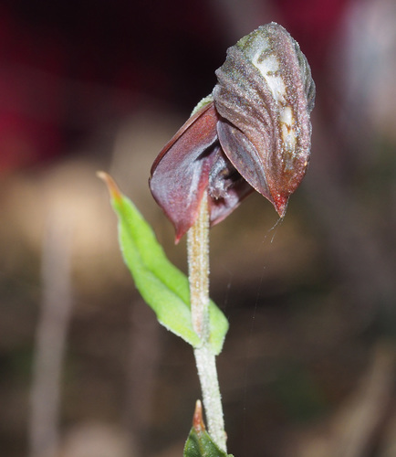 Pterostylis sanguinea (Red-banded Greenhood) (alternate view 4)