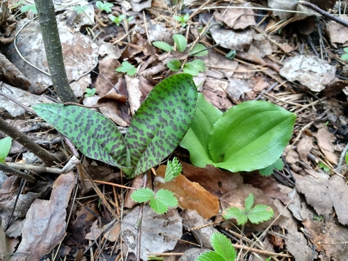 Neottia ovata (Common Twayblade)