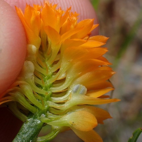 Senega lutea (orange milkwort) (alternate view 3)
