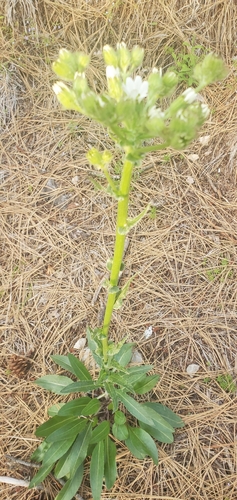 Senecio integerrimus (Tall western groundsel) (alternate view 5)