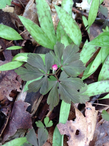 Anemonoides quinquefolia (wood anemone)