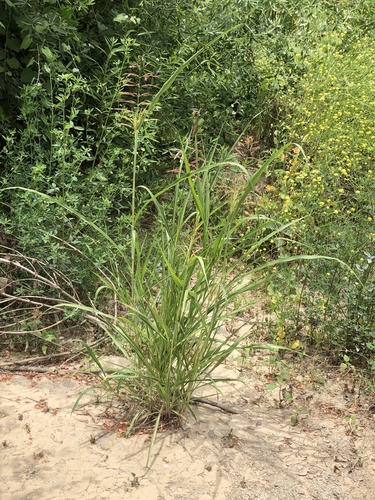Sorghum halepense (Johnson grass)