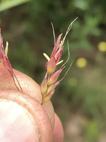 Sorghum halepense (Johnson grass)