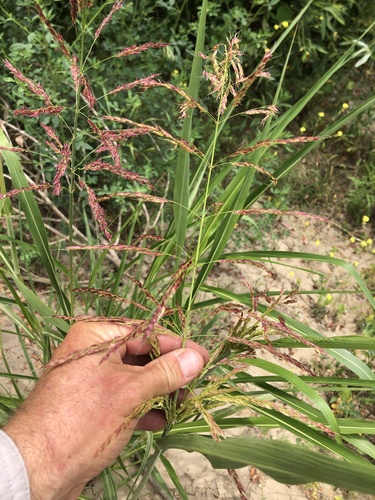 Sorghum halepense (Johnson grass)