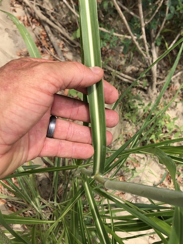 Sorghum halepense (Johnson grass)