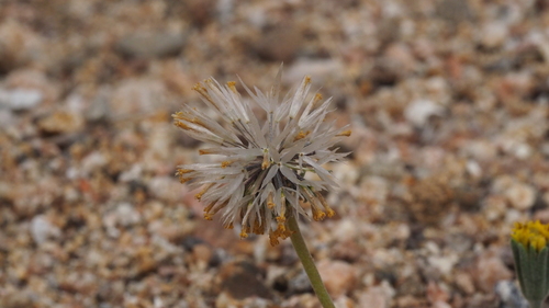 Chaenactis glabriuscula (Common Yellow Chaenactis)