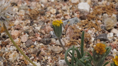 Chaenactis glabriuscula (Common Yellow Chaenactis) (alternate view 2)