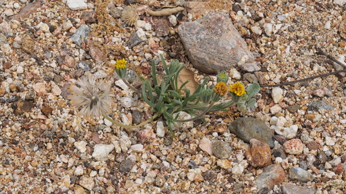 Chaenactis glabriuscula (Common Yellow Chaenactis) (alternate view 3)
