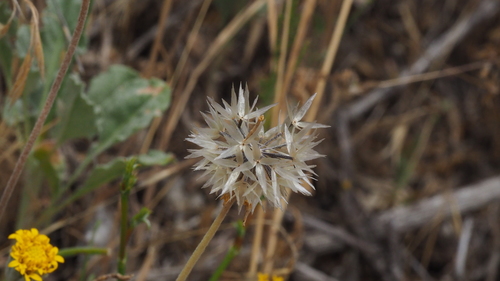 Chaenactis glabriuscula (Common Yellow Chaenactis) (alternate view 4)