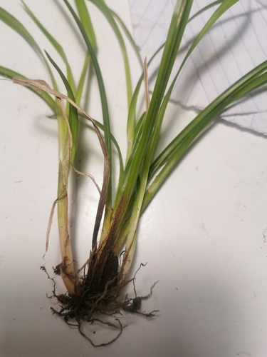 Carex sylvatica (European Woodland Sedge)