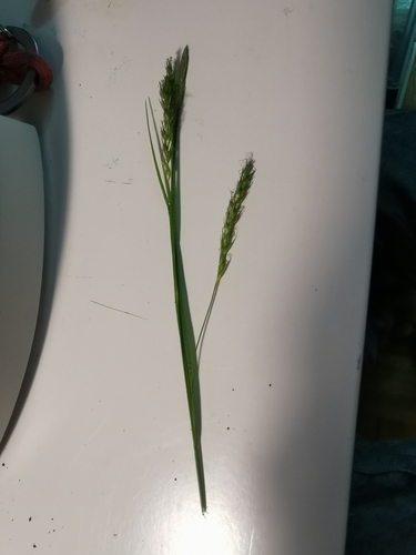 Carex sylvatica (European Woodland Sedge)