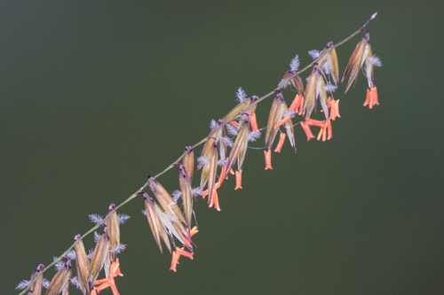 Bouteloua curtipendula (Sideoats Grama)