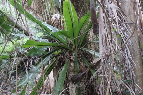 Asplenium australasicum (Bird's nest fern) (alternate view 8)