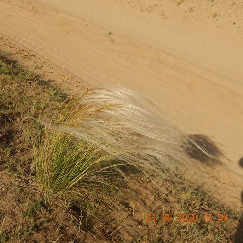 Stipa (Needle Grasses) (alternate view 5)
