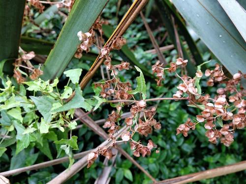 Rumex sagittatus (Climbing dock)
