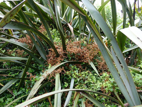 Rumex sagittatus (Climbing dock) (alternate view 2)