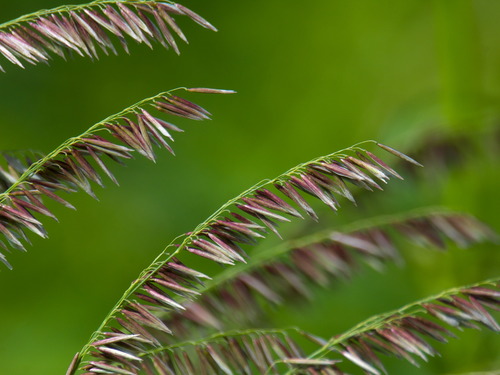 Melica (melicgrasses) (alternate view 4)