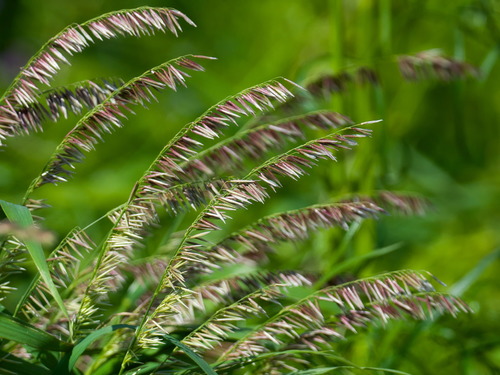 Melica (melicgrasses)