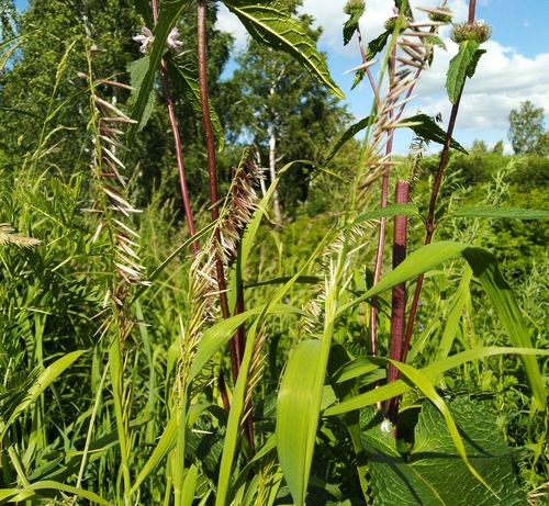 Melica (melicgrasses) (alternate view 5)