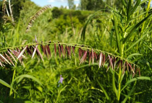Melica (melicgrasses) (alternate view 3)