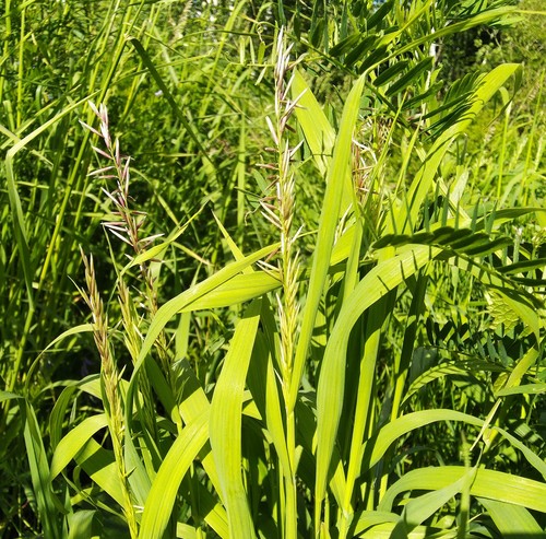 Melica (melicgrasses) (alternate view 2)