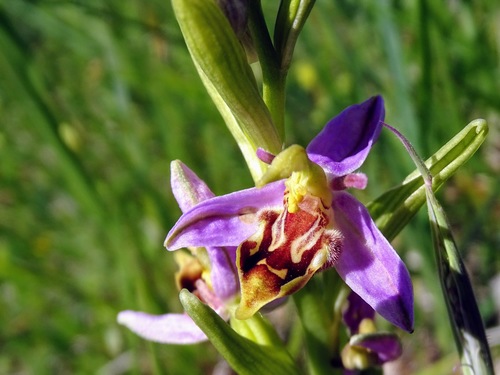 Ophrys apifera (Bee Orchid)