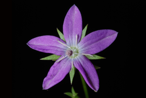 Triodanis biflora (Venus's looking-glass)