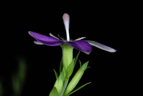 Triodanis biflora (Venus's looking-glass) (alternate view 2)