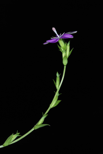 Triodanis biflora (Venus's looking-glass) (alternate view 3)
