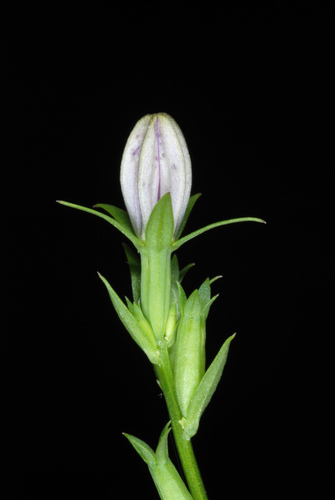 Triodanis biflora (Venus's looking-glass) (alternate view 4)