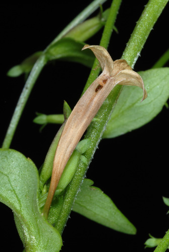 Triodanis biflora (Venus's looking-glass) (alternate view 5)