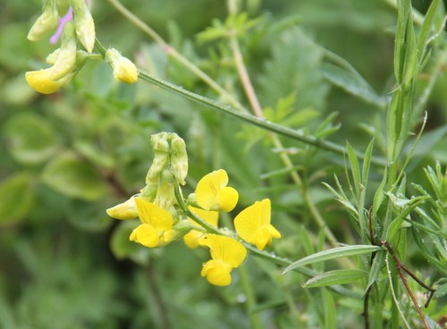 Lathyrus pratensis (meadow pea)